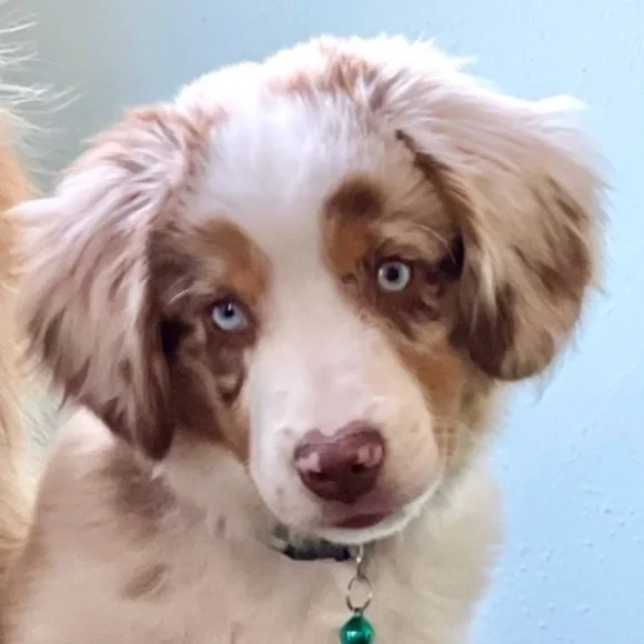 Meet your Posher, Brodie Sky🐾 - Picture 2 of 12